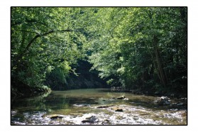 The Great Rzav is also one of the cleanest rivers in Serbia, classified as Class I water quality from its source to Arilje. However, according to the spatial plan of the Republic of Serbia, 3 medium dams (Svračkovo, Roge , Orlovača) and 2 small-scale plants are projected on the Great Rzav, 7 more along its tributaries. The “Ecological Associations Rzav-God Save Rzav” is trying to save the Great Rzav from destruction.